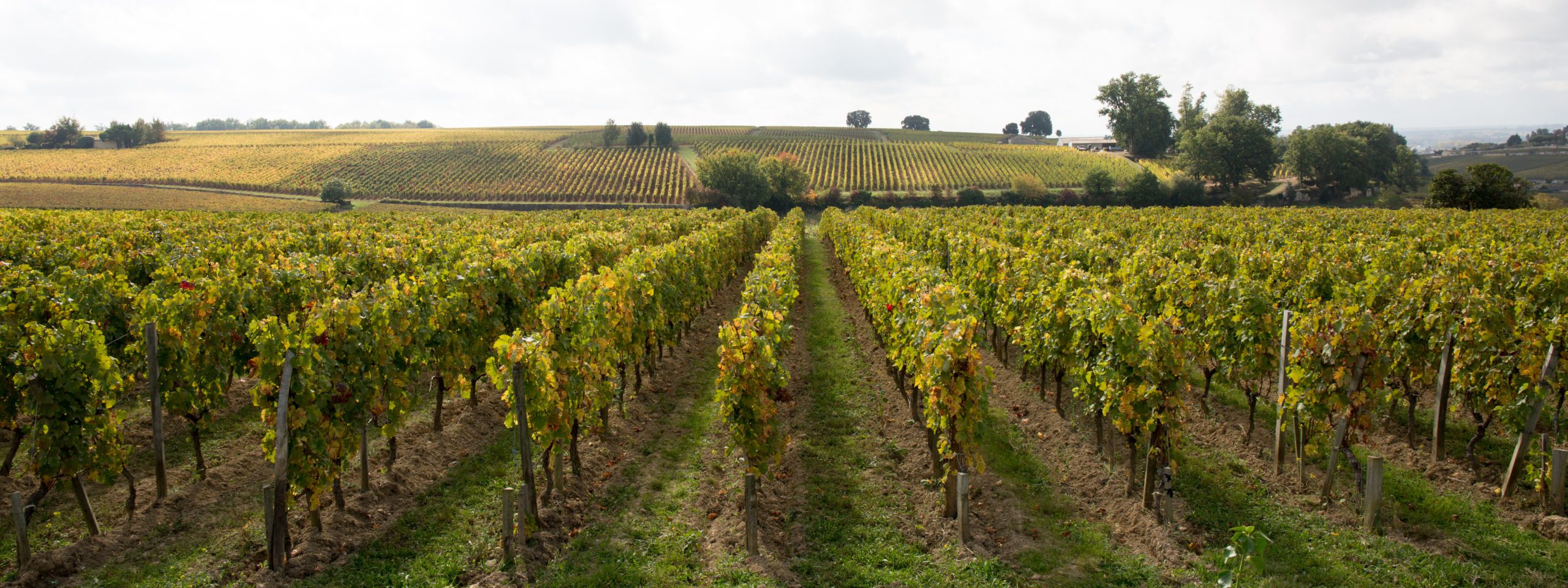 Blog - wineries rows of grape vines taken on a bright and sunny day